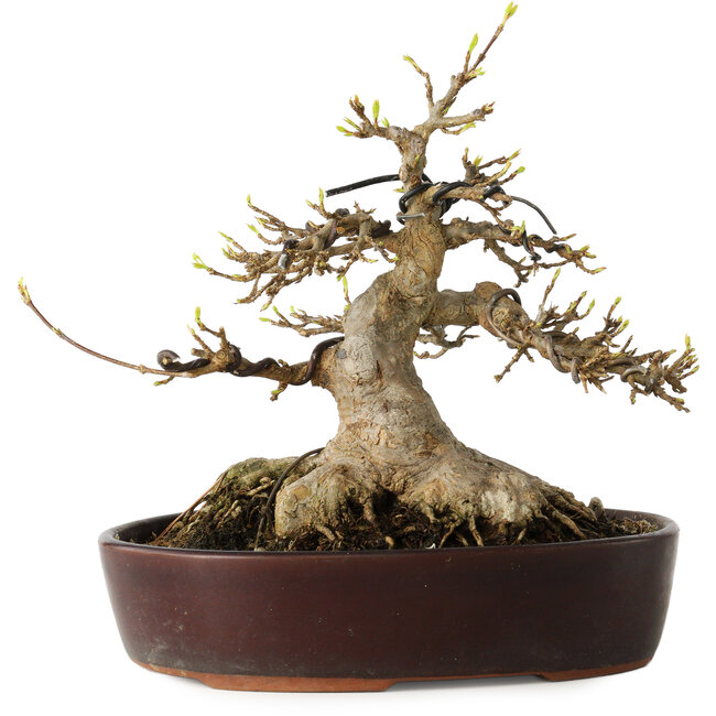 Acer buergerianum, 19 cm, ± 30 Jahre alt, mit einem Nebari von 15 cm