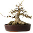 Acer buergerianum, 19 cm, ± 30 ans, avec un nebari de 15 cm