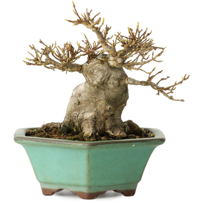 Acer buergerianum, 14 cm, ± 25 ans