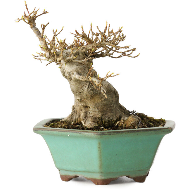 Acer buergerianum, 14 cm, ± 25 ans