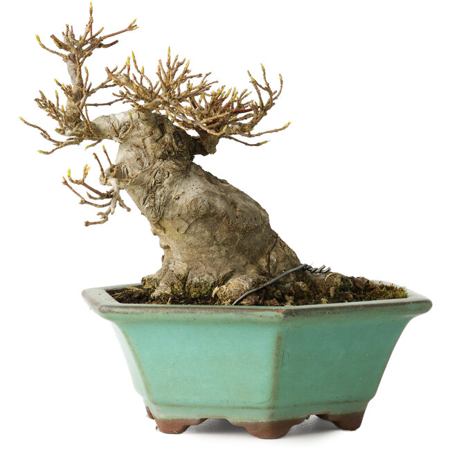 Acer buergerianum, 14 cm, ± 25 anni