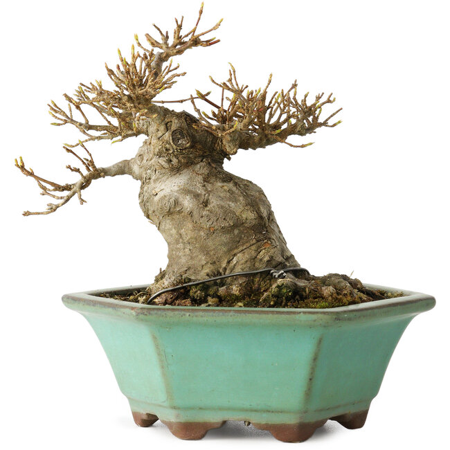 Acer buergerianum, 14 cm, ± 25 anni