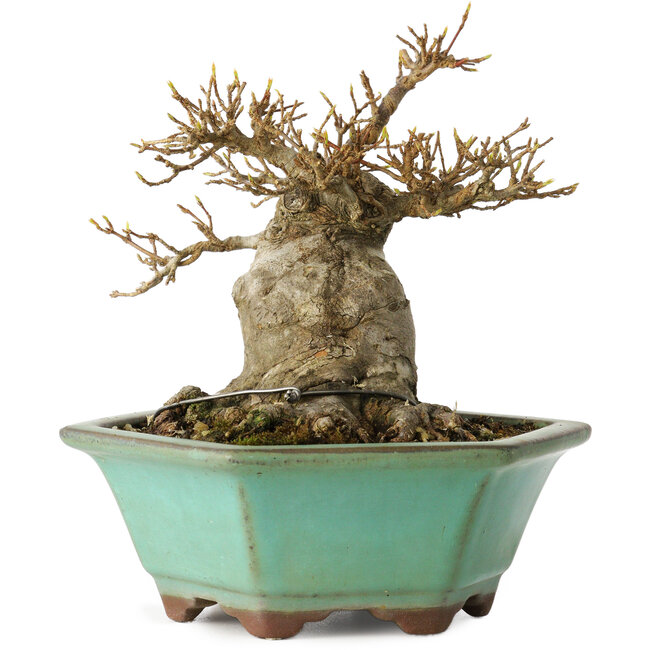 Acer buergerianum, 14 cm, ± 25 years old