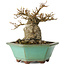 Acer buergerianum, 14 cm, ± 25 años