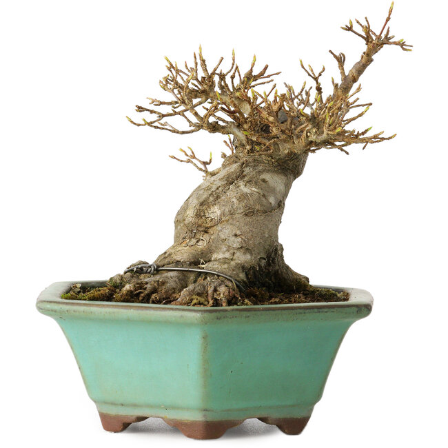 Acer buergerianum, 14 cm, ± 25 años