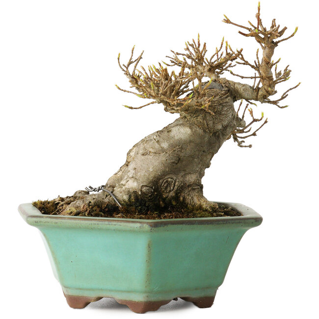 Acer buergerianum, 14 cm, ± 25 years old