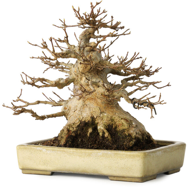 Acer buergerianum, 18 cm, ± 30 años, con un nebari de 11 cm, en una maceta japonesa hecha a mano por