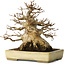 Acer buergerianum, 18 cm, ± 30 jaar oud, met een nebari van 11 cm, in een handgemaakte Japanse pot van