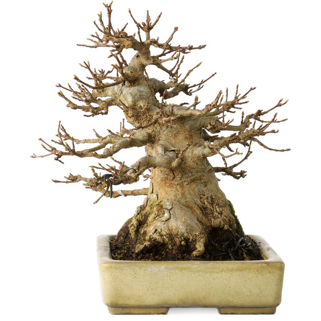Acer buergerianum, 18 cm, ± 30 years old, with a nebari of 11 cm, in a handmade Japanese pot by