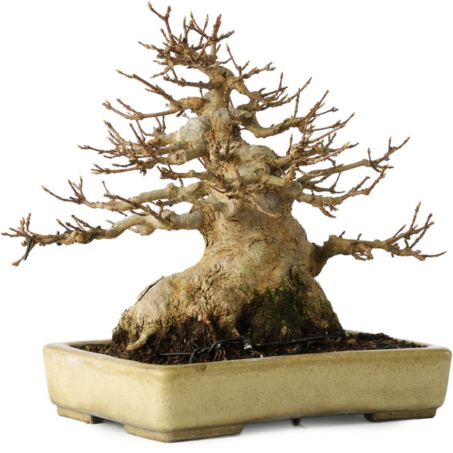 Acer buergerianum, 18 cm, ± 30 Jahre alt, mit einem Nebari von 11 cm, in einem handgefertigten japanischen Topf von