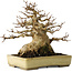 Acer buergerianum, 18 cm, ± 30 jaar oud, met een nebari van 11 cm, in een handgemaakte Japanse pot van