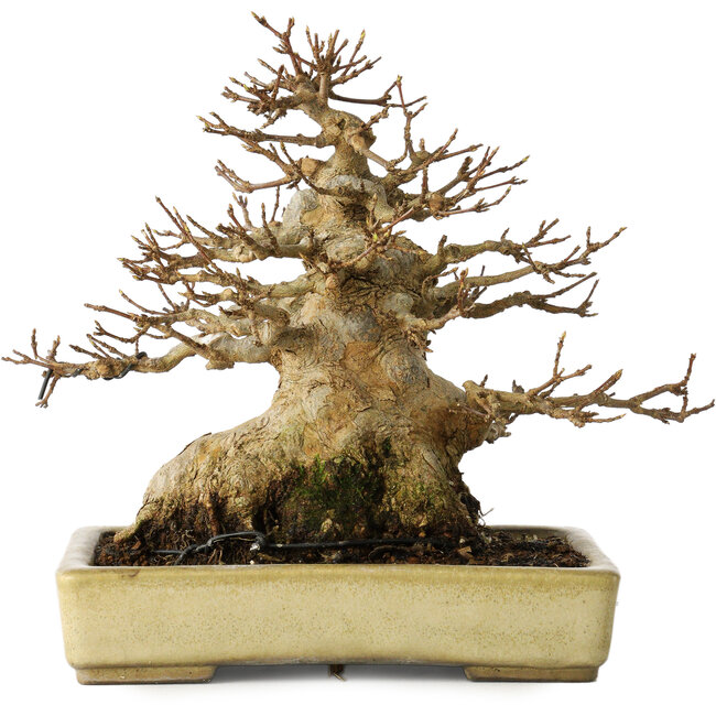 Acer buergerianum, 18 cm, ± 30 años, con un nebari de 11 cm, en una maceta japonesa hecha a mano por