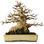 Acer buergerianum, 18 cm, ± 30 jaar oud, met een nebari van 11 cm, in een handgemaakte Japanse pot van