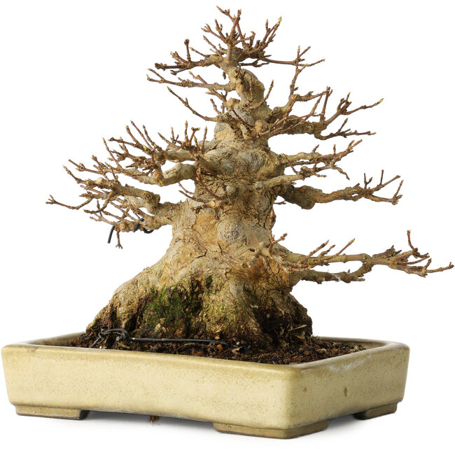 Acer buergerianum, 18 cm, ± 30 Jahre alt, mit einem Nebari von 11 cm, in einem handgefertigten japanischen Topf von