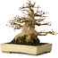 Acer buergerianum, 18 cm, ± 30 jaar oud, met een nebari van 11 cm, in een handgemaakte Japanse pot van