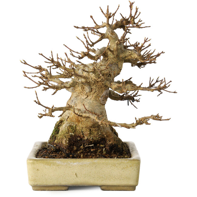 Acer buergerianum, 18 cm, ± 30 anni, con un nebari di 11 cm, in un vaso giapponese fatto a mano da