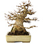 Acer buergerianum, 18 cm, ± 30 jaar oud, met een nebari van 11 cm, in een handgemaakte Japanse pot van