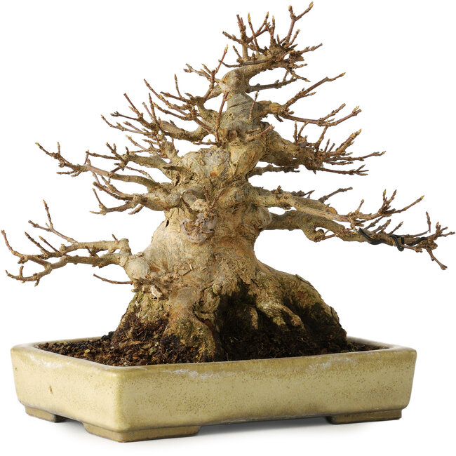 Acer buergerianum, 18 cm, ± 30 jaar oud, met een nebari van 11 cm, in een handgemaakte Japanse pot van