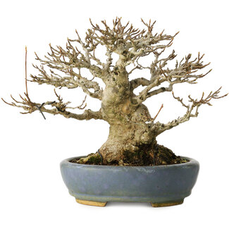 Hattori Acer buergerianum, 16,5 cm, ± 25 jaar oud