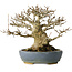 Acer buergerianum, 16,5 cm, ± 25 jaar oud, met een nebari van 12 cm, in een handgemaakte Japanse pot van Koyou