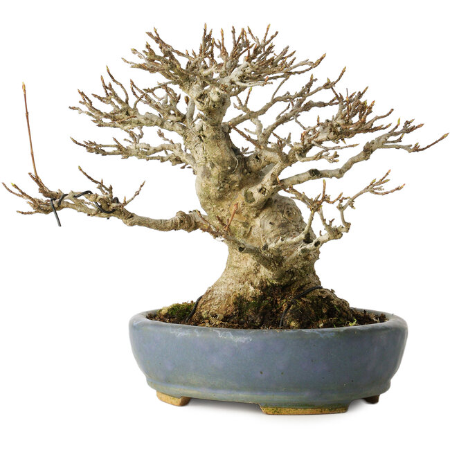 Acer buergerianum, 16,5 cm, ± 25 jaar oud, met een nebari van 12 cm, in een handgemaakte Japanse pot van Koyou