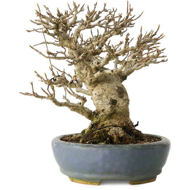 Acer buergerianum, 16,5 cm, ± 25 jaar oud, met een nebari van 12 cm, in een handgemaakte Japanse pot van Koyou