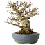 Acer buergerianum, 16,5 cm, ± 25 jaar oud, met een nebari van 12 cm, in een handgemaakte Japanse pot van Koyou