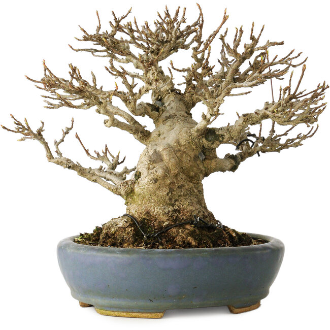 Acer buergerianum, 16,5 cm, ± 25 ans, avec un nebari de 12 cm, dans un pot japonais fait main par Koyou