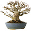 Acer buergerianum, 16,5 cm, ± 25 jaar oud, met een nebari van 12 cm, in een handgemaakte Japanse pot van Koyou