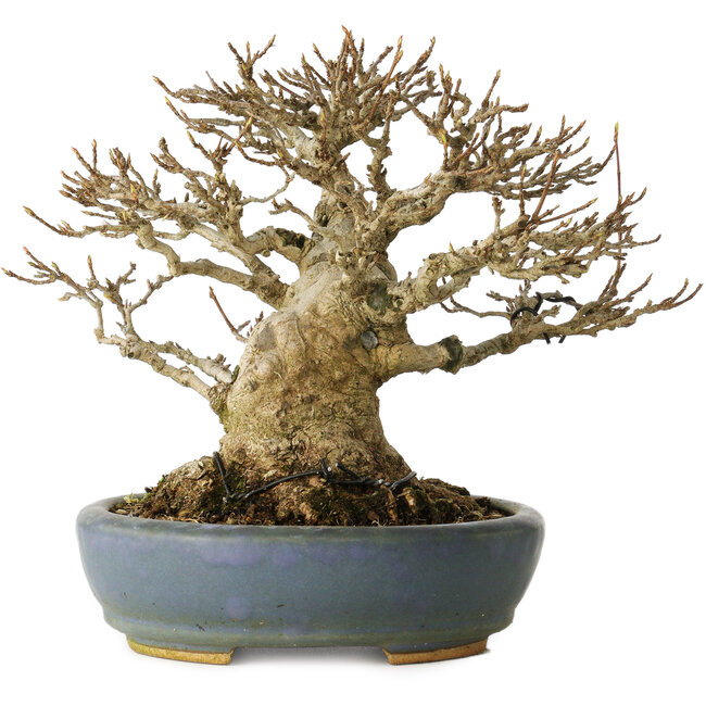 Acer buergerianum, 16,5 cm, ± 25 años, con un nebari de 12 cm, en una maceta japonesa hecha a mano por Koyou