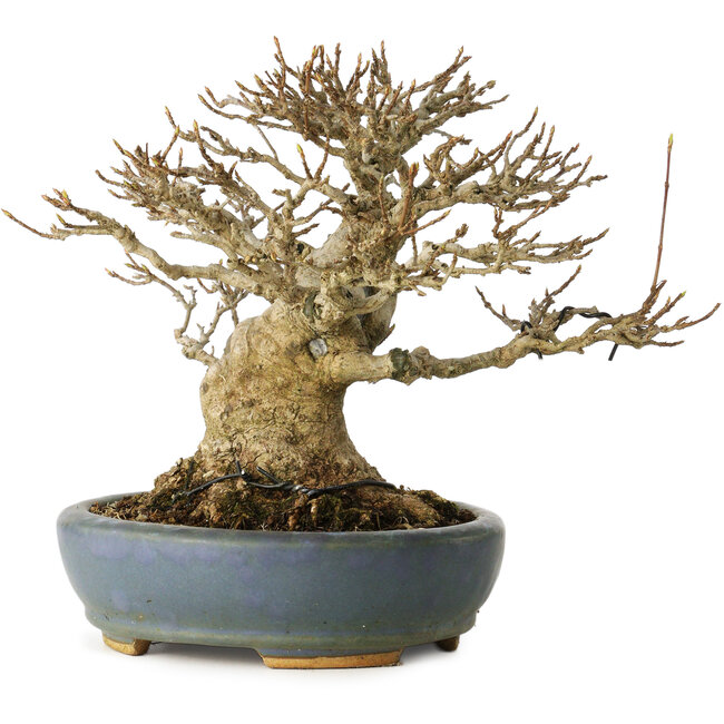 Acer buergerianum, 16,5 cm, ± 25 anni, con un nebari di 12 cm, in un vaso giapponese fatto a mano da Koyou