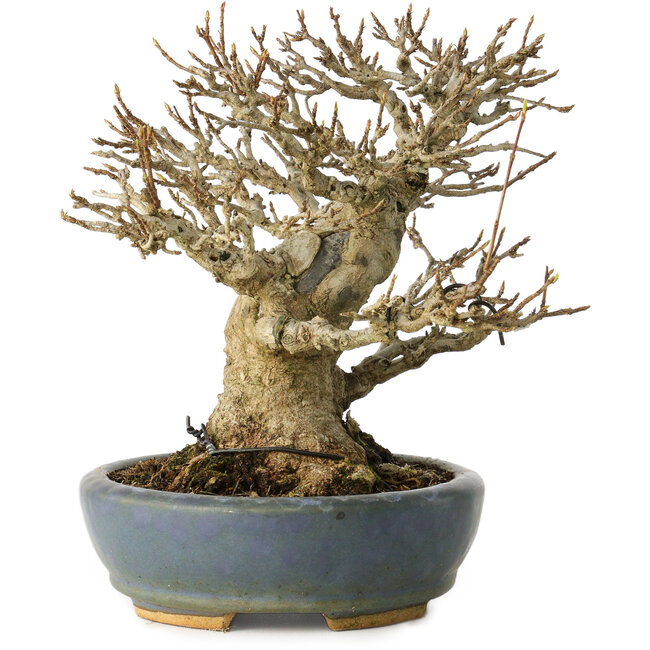Acer buergerianum, 16,5 cm, ± 25 years old, with a nebari of 12 cm, in a handmade Japanese pot by Koyou