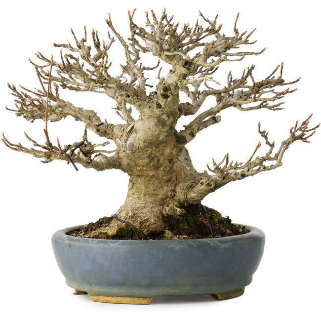 Acer buergerianum, 16,5 cm, ± 25 years old, with a nebari of 12 cm, in a handmade Japanese pot by Koyou