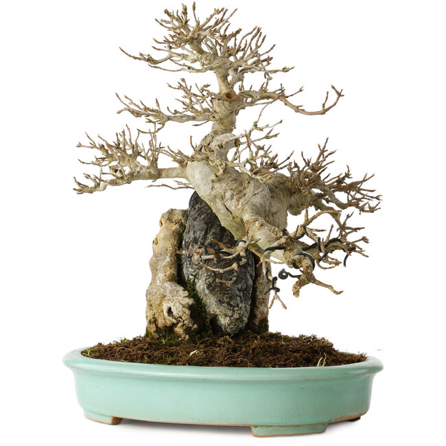 Acer buergerianum, 26 cm, ± 30 Jahre alt