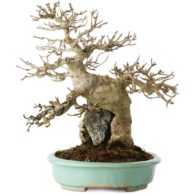 Acer buergerianum, 26 cm, ± 30 anni