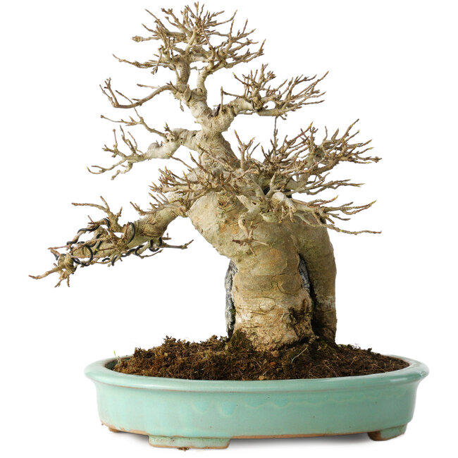 Acer buergerianum, 26 cm, ± 30 ans