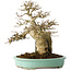 Acer buergerianum, 26 cm, ± 30 jaar oud