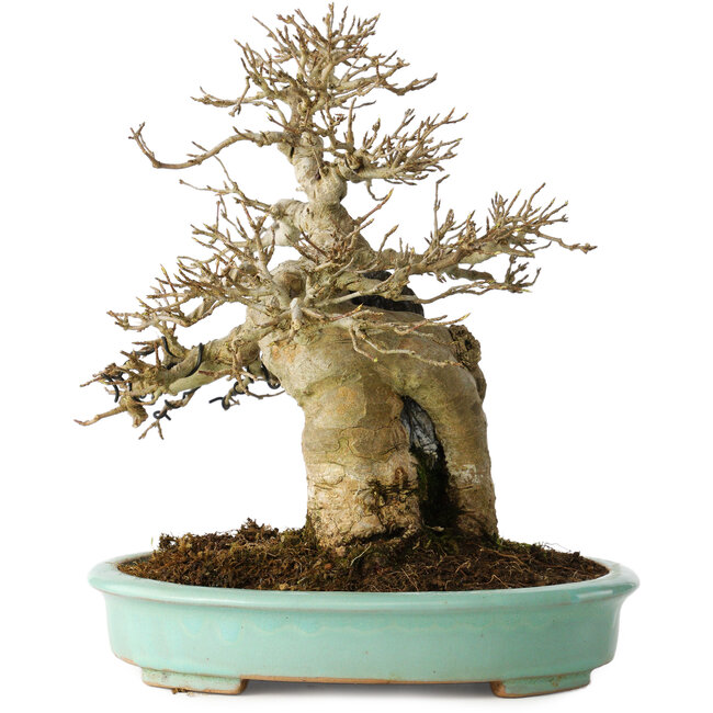 Acer buergerianum, 26 cm, ± 30 anni