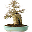 Acer buergerianum, 26 cm, ± 30 jaar oud