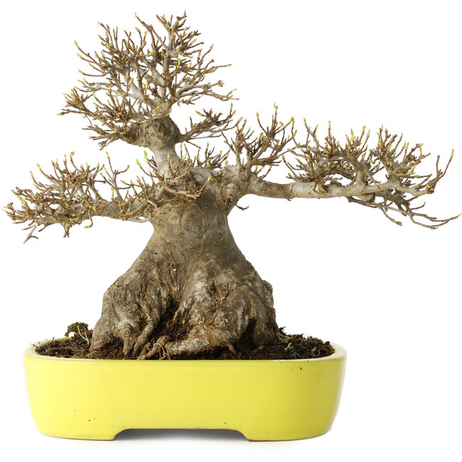 Acer buergerianum, 21 cm, ± 30 anni, con un nebari di 12 cm, in un vaso giapponese fatto a mano da Yamafusa