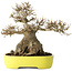 Acer buergerianum, 21 cm, ± 30 anni, con un nebari di 12 cm, in un vaso giapponese fatto a mano da Yamafusa