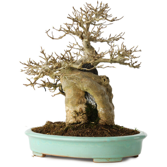 Acer buergerianum, 26 cm, ± 30 years old