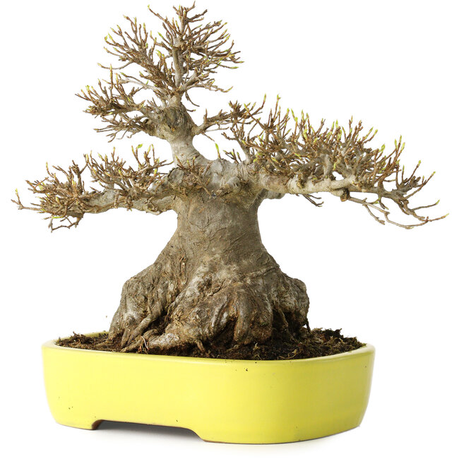 Acer buergerianum, 21 cm, ± 30 años, con un nebari de 12 cm, en una maceta japonesa hecha a mano por Yamafusa