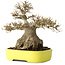 Acer buergerianum, 21 cm, ± 30 anni, con un nebari di 12 cm, in un vaso giapponese fatto a mano da Yamafusa
