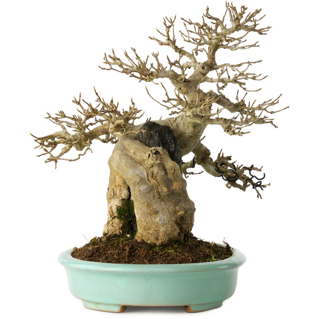 Acer buergerianum, 26 cm, ± 30 jaar oud