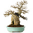 Acer buergerianum, 26 cm, ± 30 jaar oud