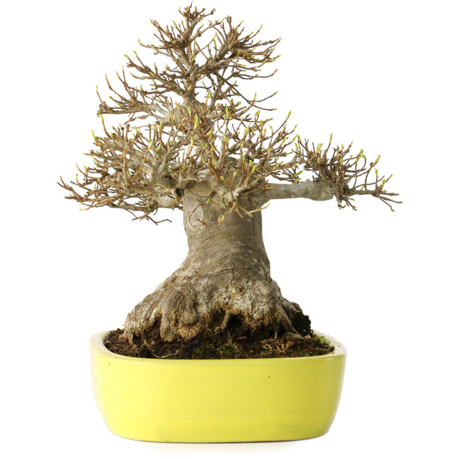 Acer buergerianum, 21 cm, ± 30 Jahre alt, mit einem Nebari von 12 cm, in einem handgefertigten japanischen Topf von Yamafusa