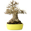 Acer buergerianum, 21 cm, ± 30 anni, con un nebari di 12 cm, in un vaso giapponese fatto a mano da Yamafusa