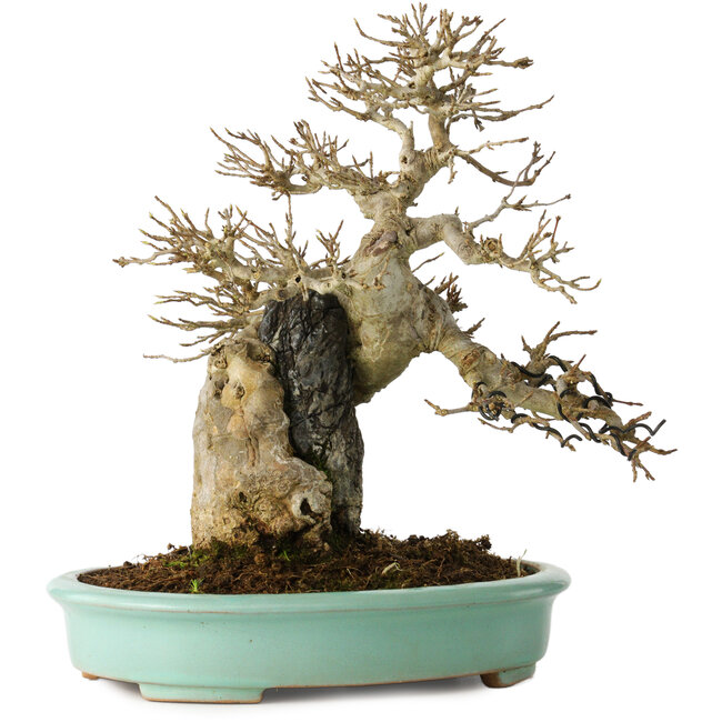 Acer buergerianum, 26 cm, ± 30 ans