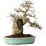 Acer buergerianum, 26 cm, ± 30 jaar oud